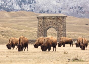 Bizonların geri qaytarılması “Yellowstone” parkında ekosistemi dirçəldib