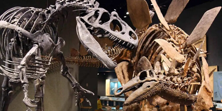 ABŞ-da ən qədim dinozavr skeletti nümayiş olundu