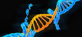 Genetik xəstəliklərin riski məhdudiyyətlərini qiymətləndirən yeni bir süni zəka modeli hazırlanır